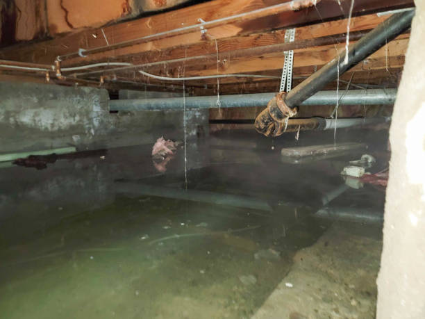 Best Basement water damage restoration  in Ilchester, MD